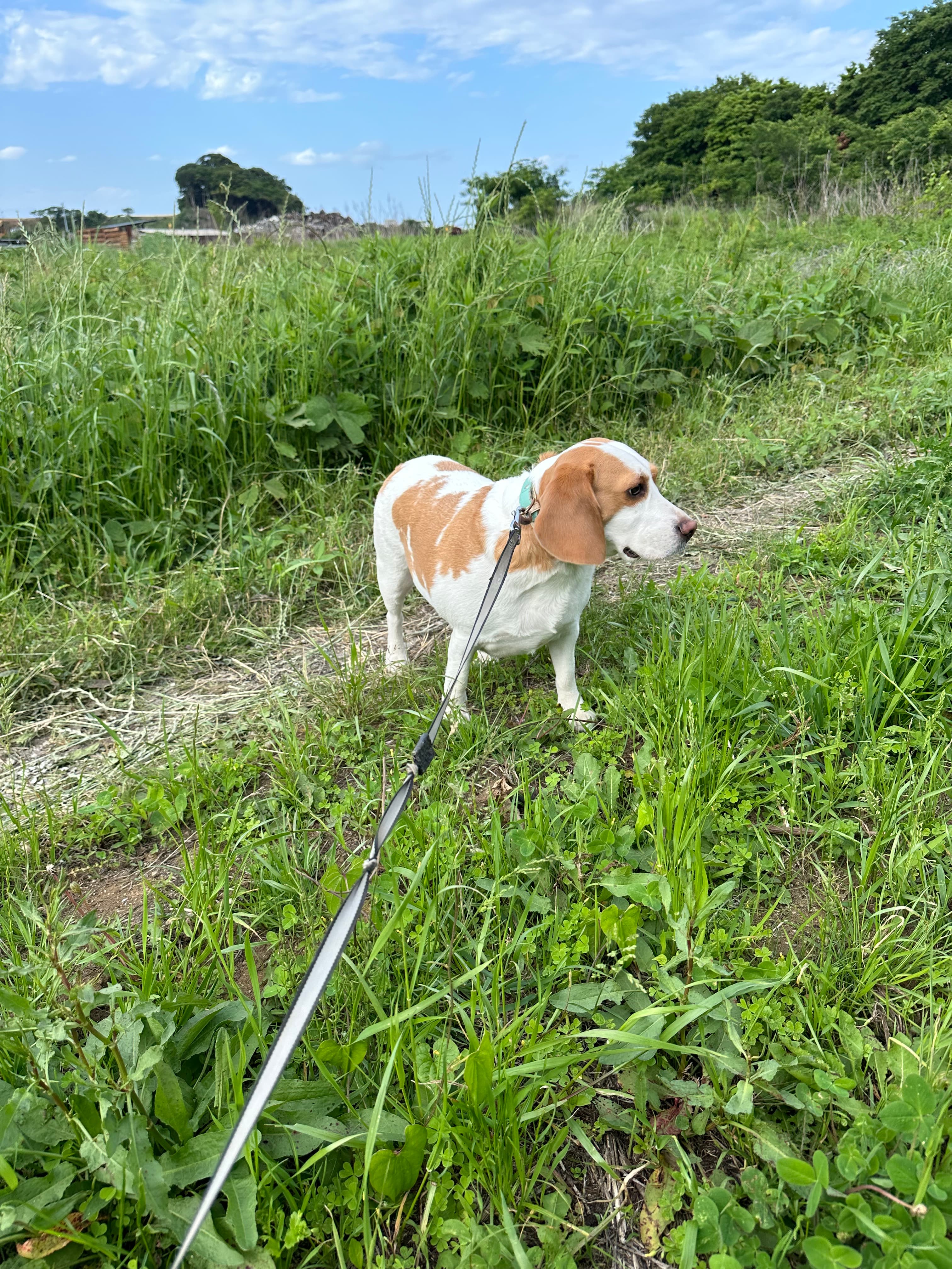 本日のモカ3 ~解体屋さんのマスコット犬~
