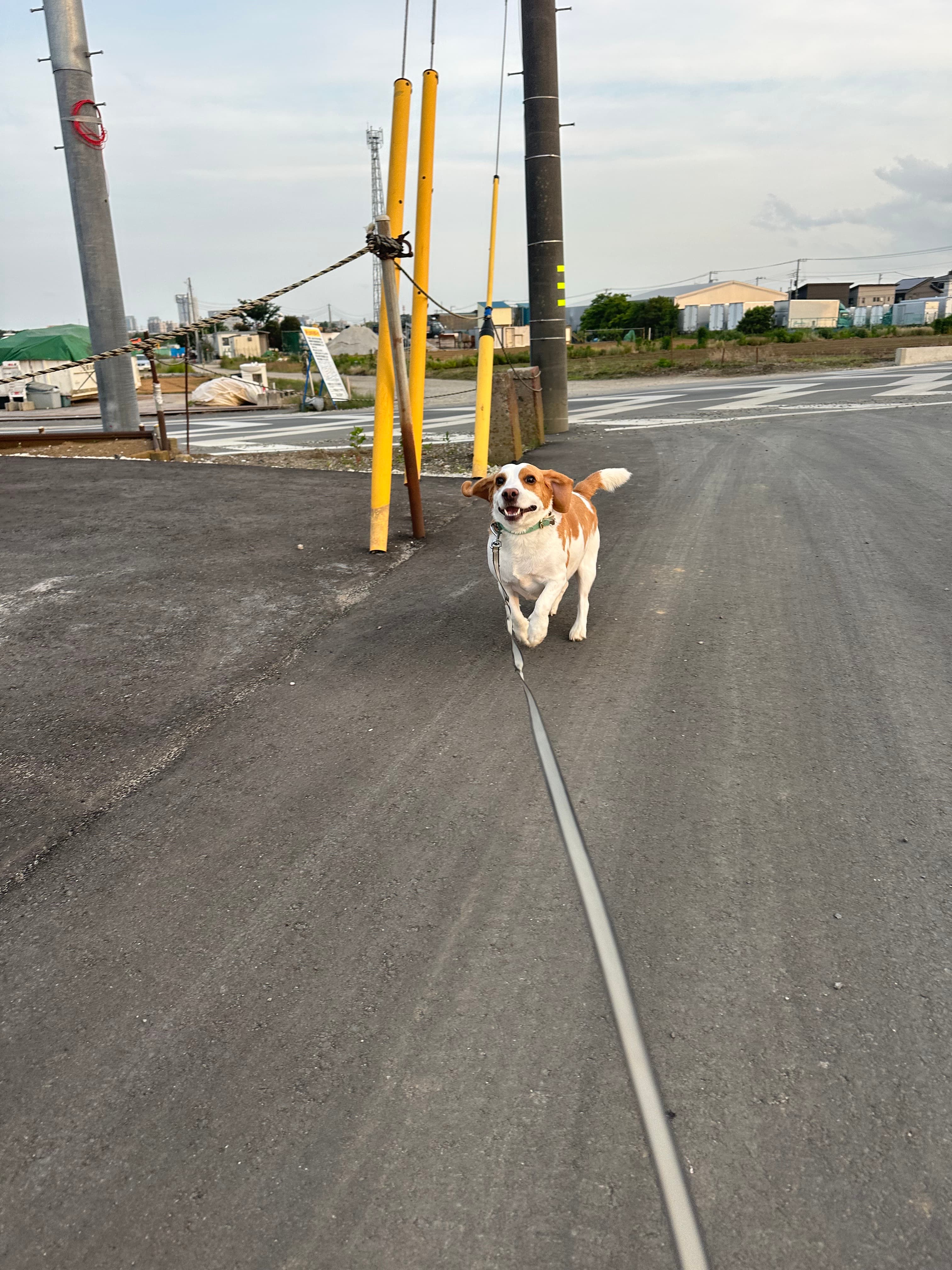 本日のモカ4 ~解体屋さんのマスコット犬~