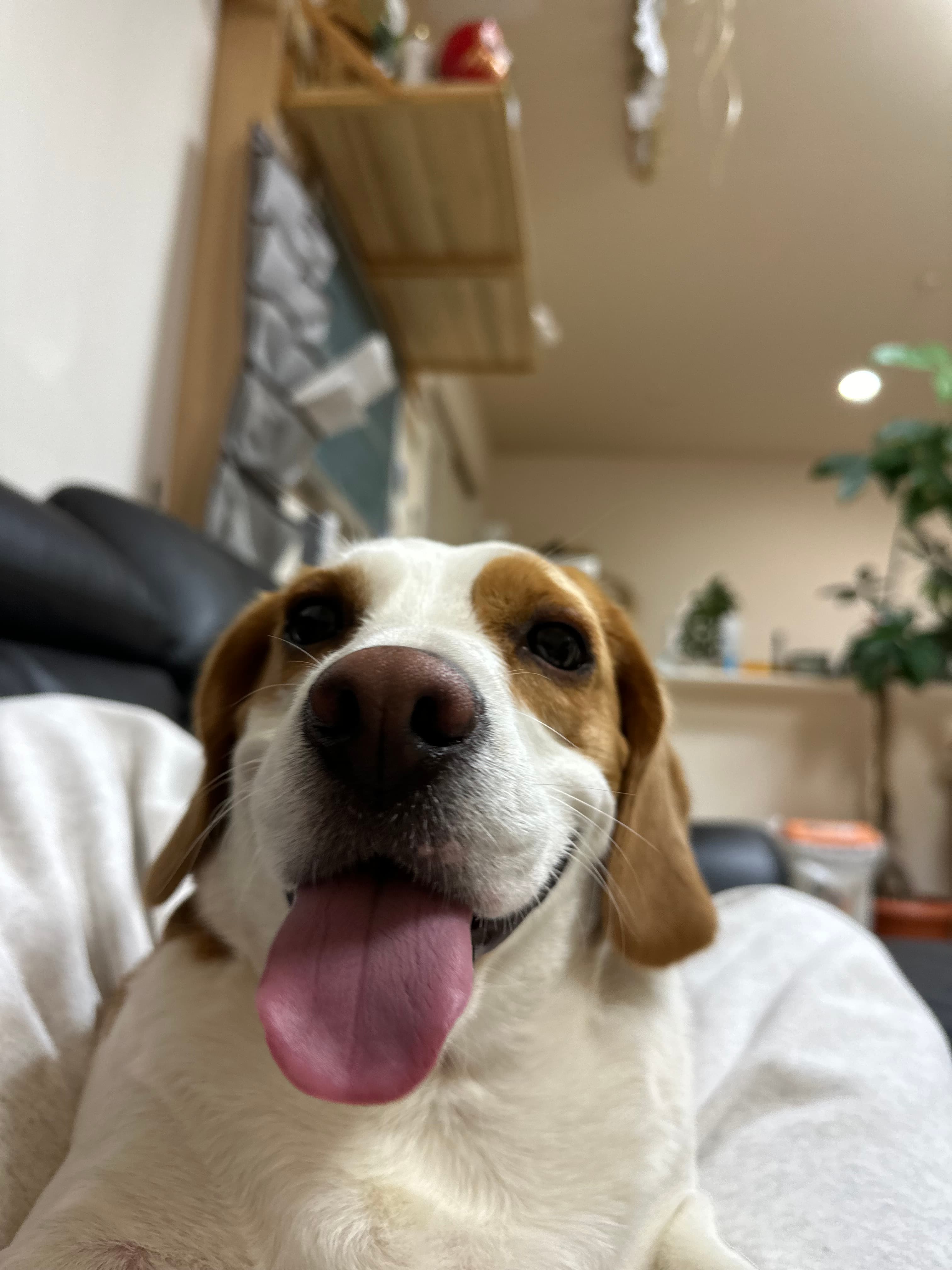 本日のモカ2 ~解体屋さんのマスコット犬~