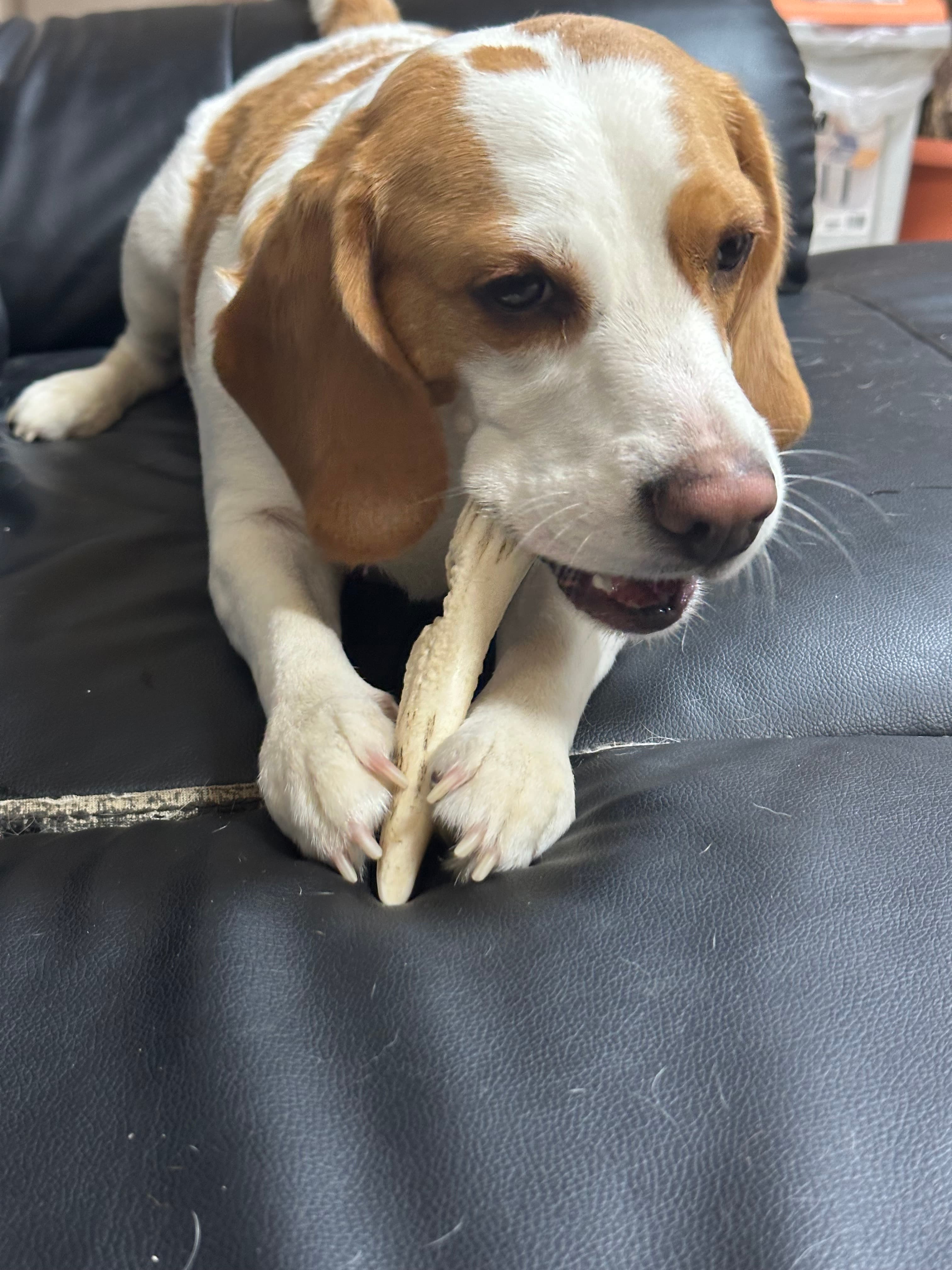 今日のモカ ~解体屋さんのマスコット犬~